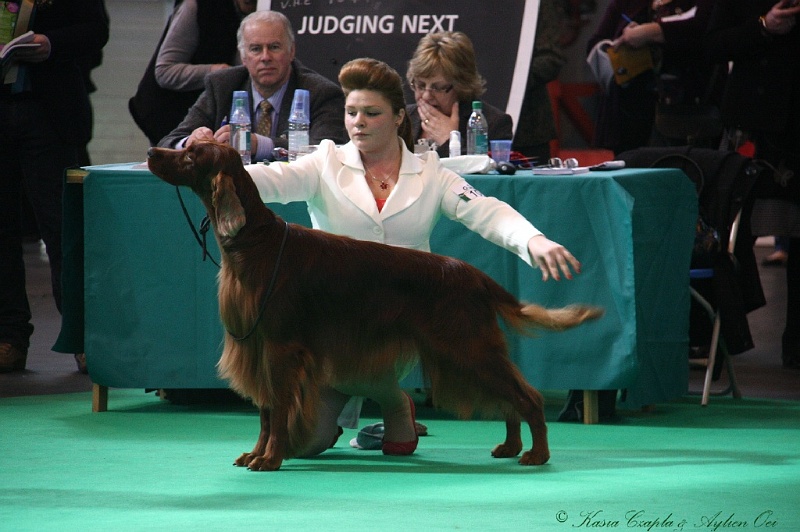 Crufts2011 504.jpg